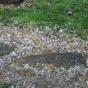 Hail in Jackson co 3/28/12